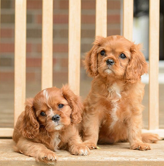 Cavalier King Charles Spaniel For Sale YesNo