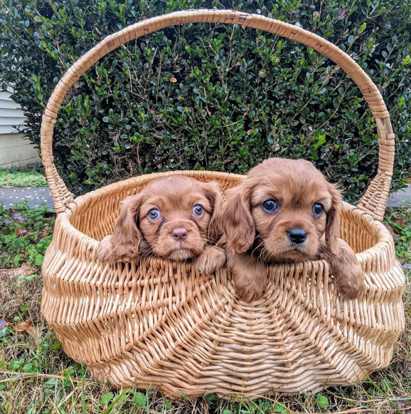 Cavalier King Puppies For Sale Contact Us