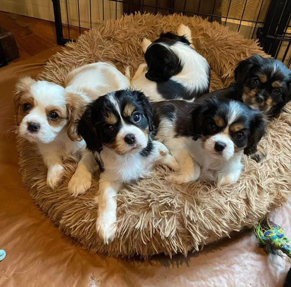 Cavalier King Puppy For Sale Privacy