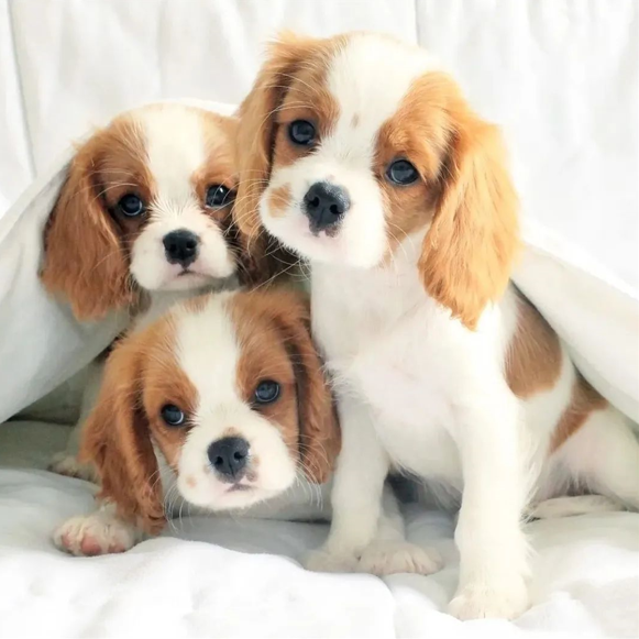 king charles cavalier for sale