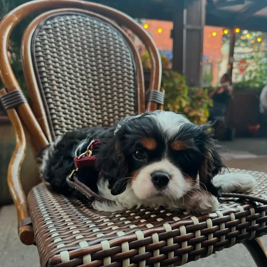cavalier king charles adopt 1734384577 3524595751376855696 7481364651