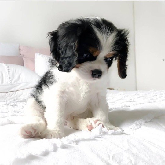 cavalierkingcharles 1590499850 2317603182362405639 220893204
