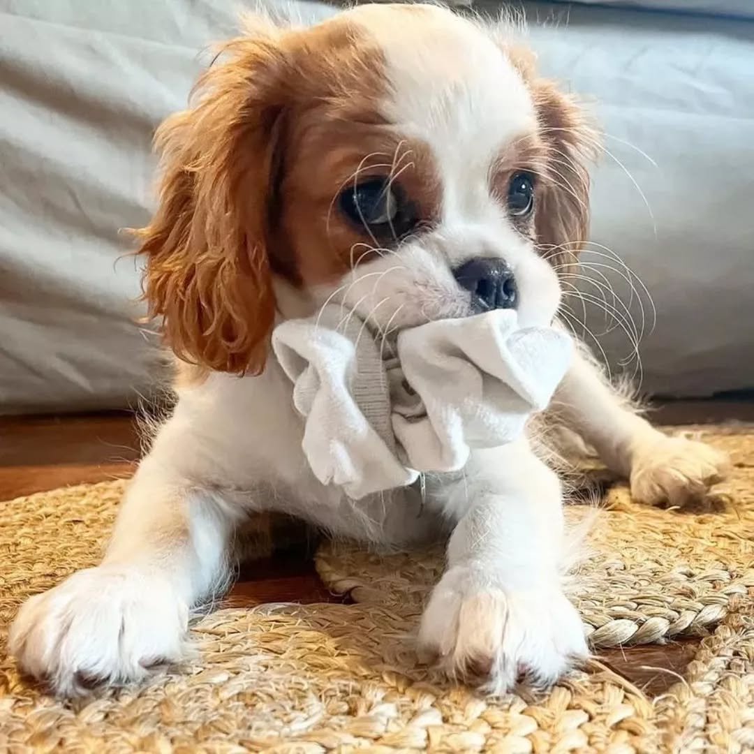 cavalierkingcharles fanlove 1732810422 3511390786359216020 50597574764