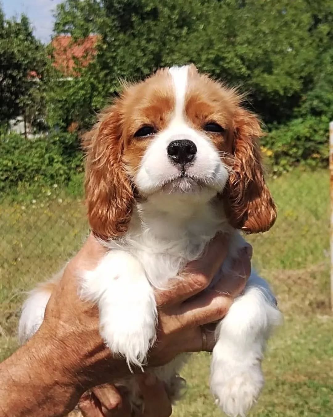 cavalierkingcharles fanlove 1734444308 3525096814061868380 50597574764